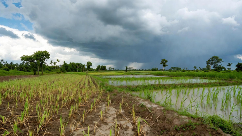 A influência do clima no preço da safra exige estratégia e leitura de risco, observa Aldo Vendramin.