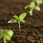 João Eustáquio De Almeida Junior analisa como o manejo da matéria orgânica fortalece a saúde do solo e sustenta a produtividade agrícola.