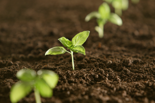 João Eustáquio De Almeida Junior analisa como o manejo da matéria orgânica fortalece a saúde do solo e sustenta a produtividade agrícola.